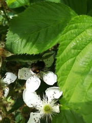 Bombus