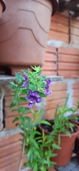 Angelonia
