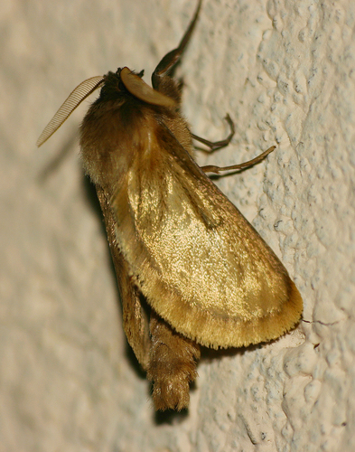 Gorgopis libania