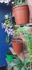 Angelonia