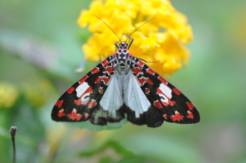 Utetheisa elata