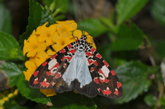 Utetheisa elata