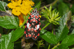 Utetheisa elata