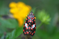 Utetheisa elata