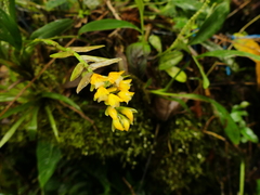 Brassia andina