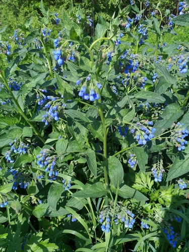 Symphytum caucasicum