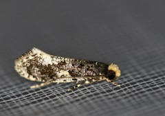 Monopis marginistrigella