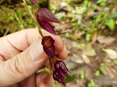 Pleurothallis restrepioides