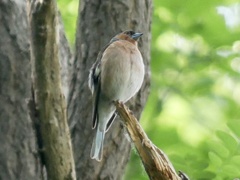 Fringilla coelebs