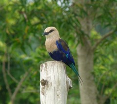 Coracias cyanogaster