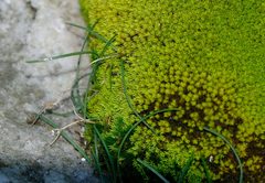Ornithogalum schlechterianum