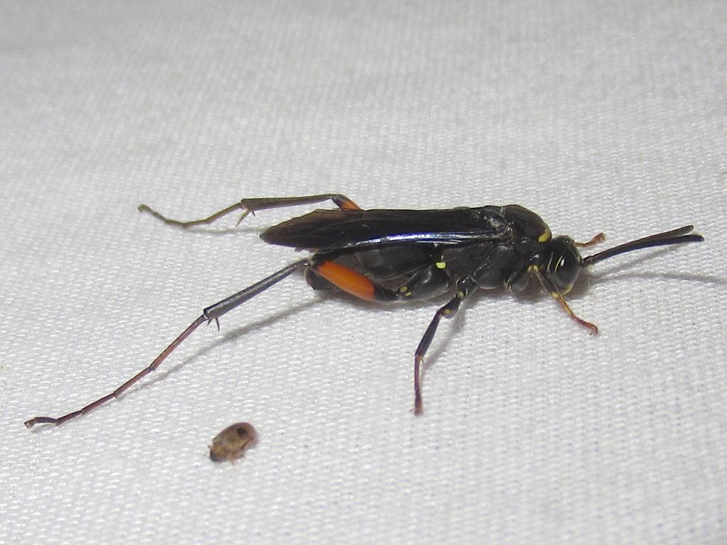 Ceropales bipunctata