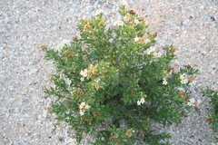 Tournefortia sibirica