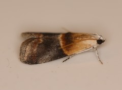 Acrobasis demotella