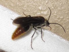 Sphaeropthalma marpesia
