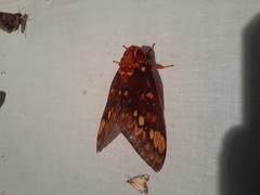 Citheronia equatorialis