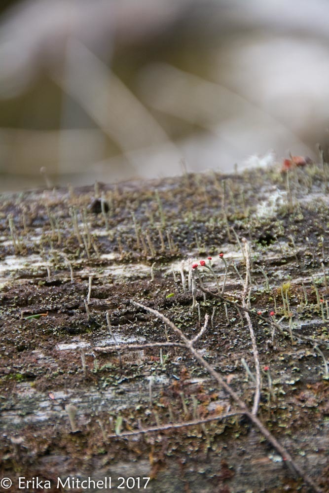 Cladonia macilenta image