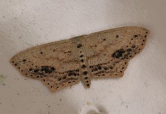 Scopula cacuminaria