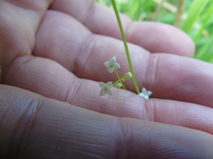 Galium rotundifolium