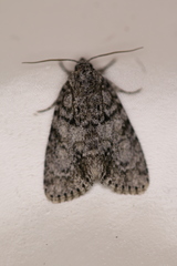 Acronicta retardata