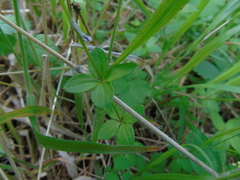Galium rotundifolium