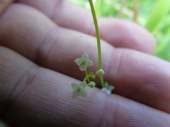 Galium rotundifolium