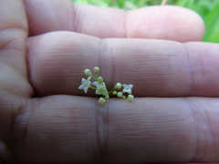 Galium rotundifolium