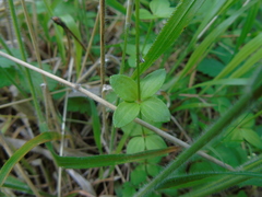 Galium rotundifolium