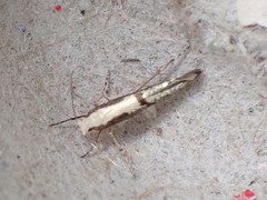 Argyresthia conjugella