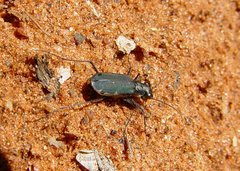 Myriochila semicincta