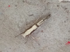 Argyresthia conjugella