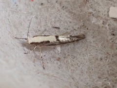 Argyresthia conjugella