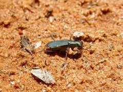 Myriochila semicincta