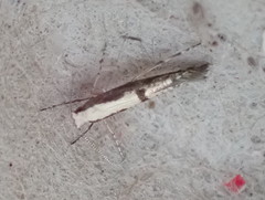Argyresthia conjugella