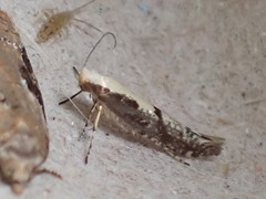 Argyresthia conjugella