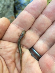 Eurycea troglodytes