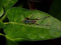 Anisoptera
