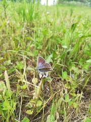 Polyommatus icarus