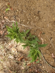 Angiospermae