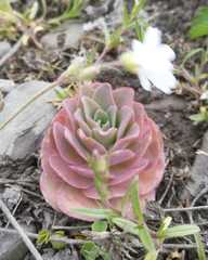 Orostachys malacophylla