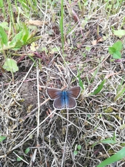Polyommatus icarus