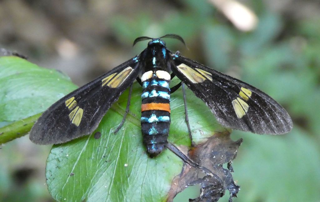 Euchromia schoutedeni