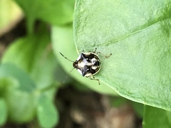 Menida