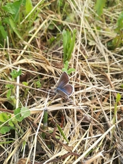 Polyommatus icarus