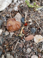 Coccinella septempunctata