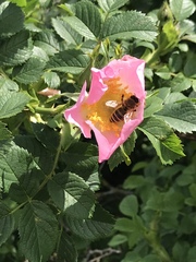 Apis mellifera