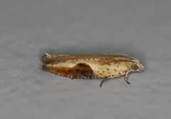 Pseudexentera costomaculana