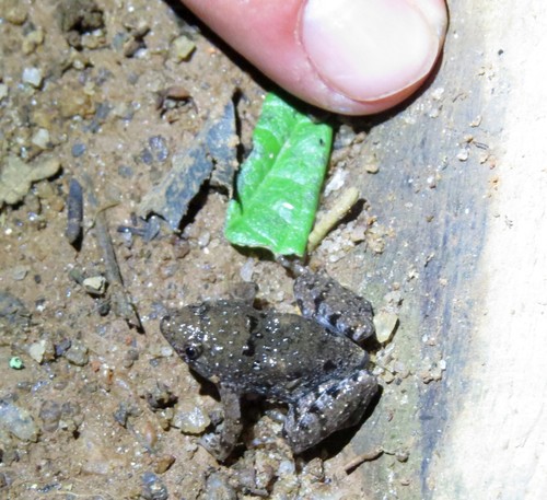 Web-foot Frog, Paradoxophyla palmata