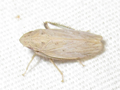 Prairiana