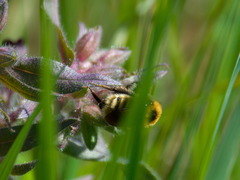 Bombus distinguendus
